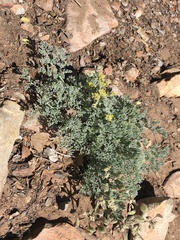 Lomatium dasycarpum dasycarpum