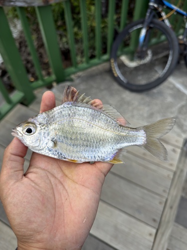 Gerres limbatus observed 2026-02-01