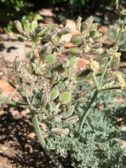 Lomatium dasycarpum dasycarpum