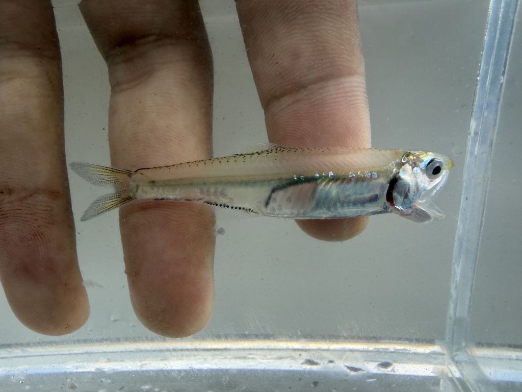 Bagan Anchovy