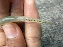 Bagan Anchovy photo 2