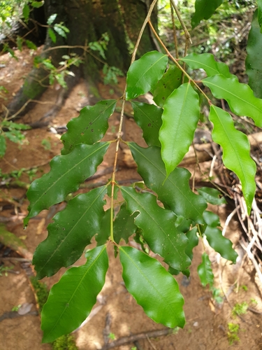 Syzygium anisatum, photograph 6