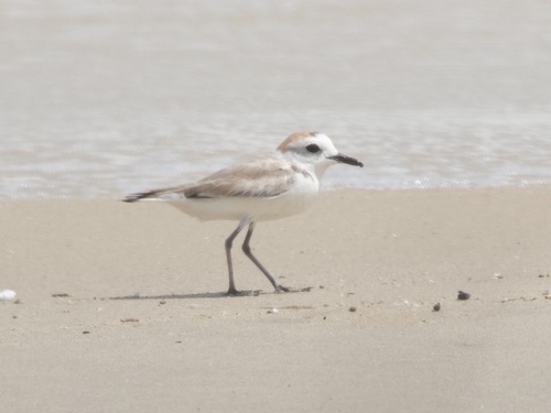White-faced Plover