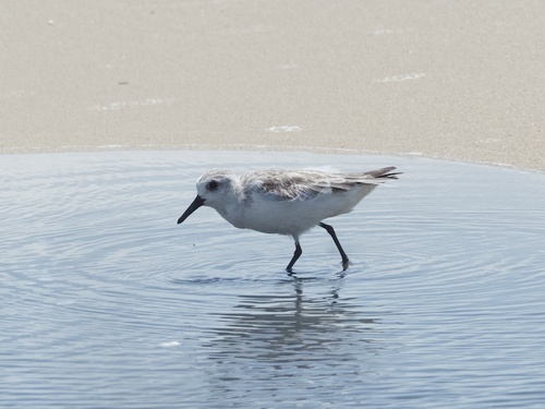 Sanderling