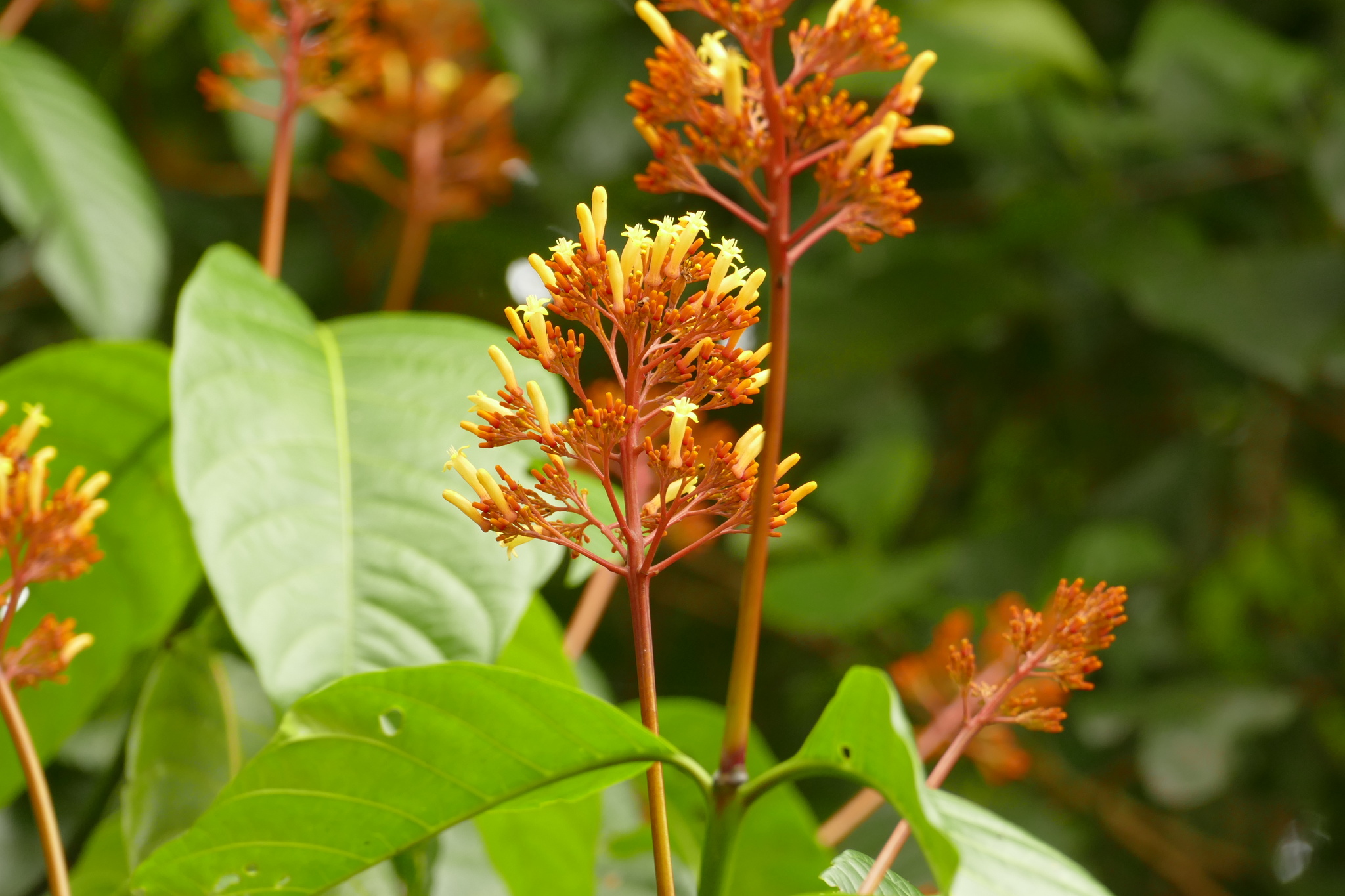 Palicourea Guianensis (Palicourea guianensis)