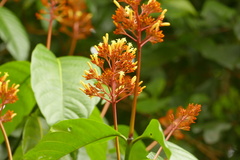 Palicourea guianensis (Palicourea guianensis)