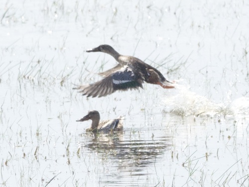 Northern Shoveler