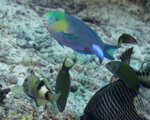 Greensnout parrotfish (Scarus spinus) — Scaridae