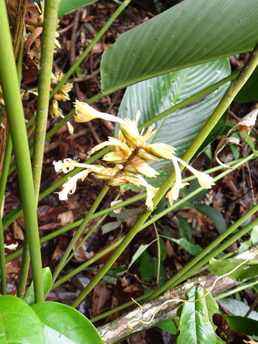 Vittata (Goeppertia elliptica)