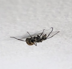 Polyrhachis