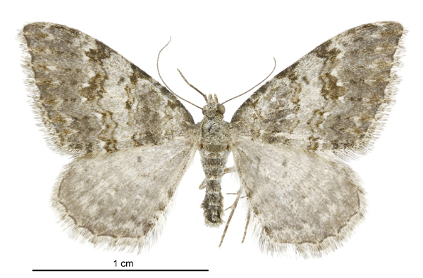 Helastia christinae