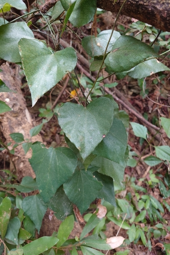 Native Grapes (Pericampylus glaucus)