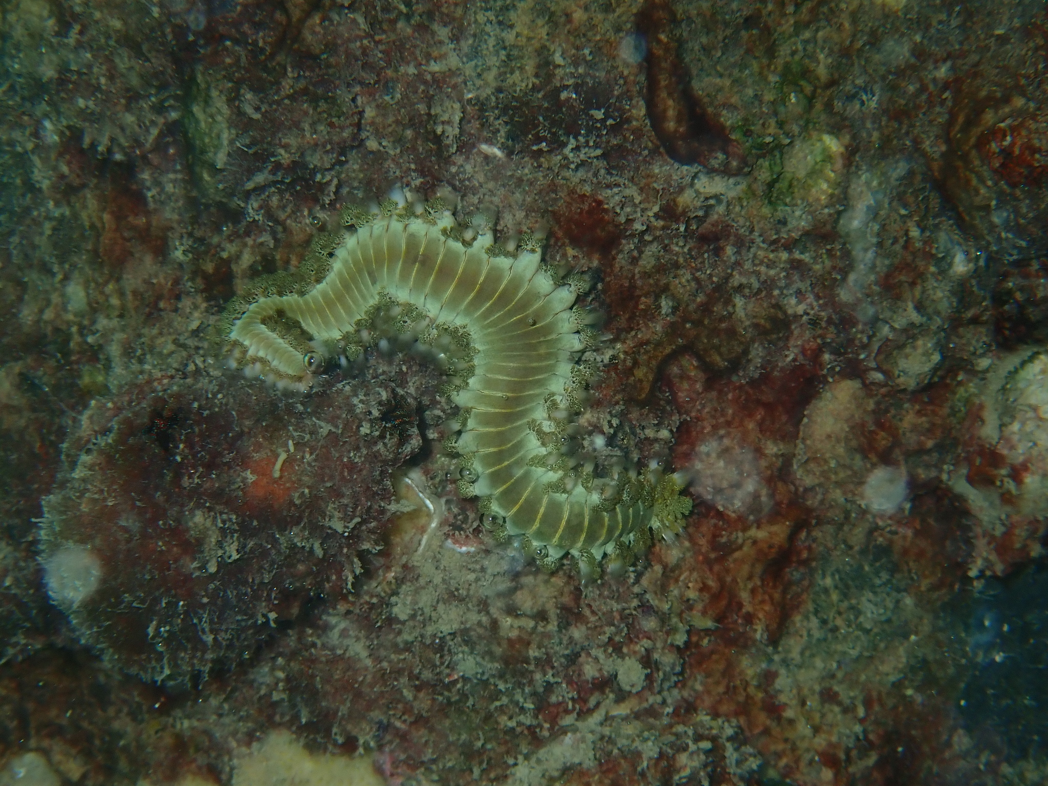 Hermodice carunculata (Pallas, 1766)