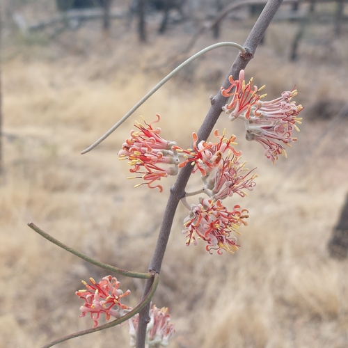 Amyema linophylla (Amyema linophylla)