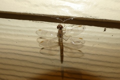 Perithemis tenera