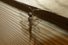 Perithemis tenera