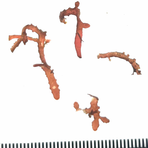 Palisada parvipapillata observed 2026-01-11