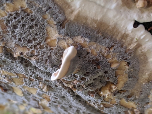 Smoky polypore (Bjerkandera adusta)
