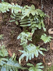 Polypodium scouleri image