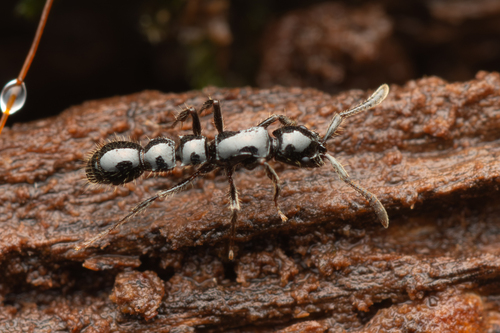 Lioponera binodisLioponera binodis