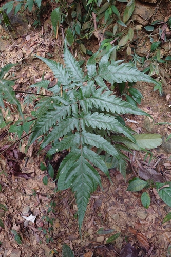 Tectaria impressa (Tectaria impressa)