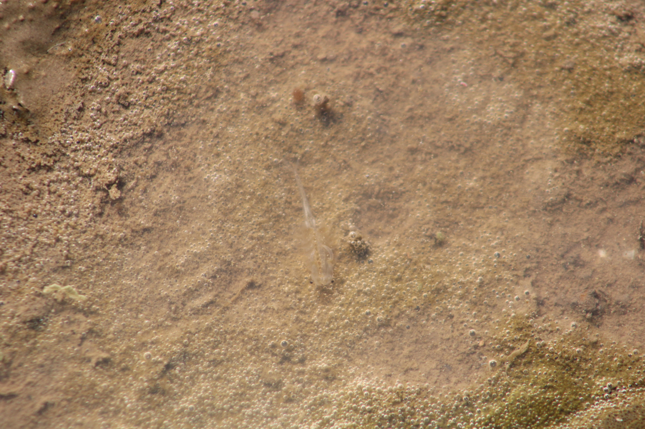 Branchinecta sandiegonensis Fugate, 1993