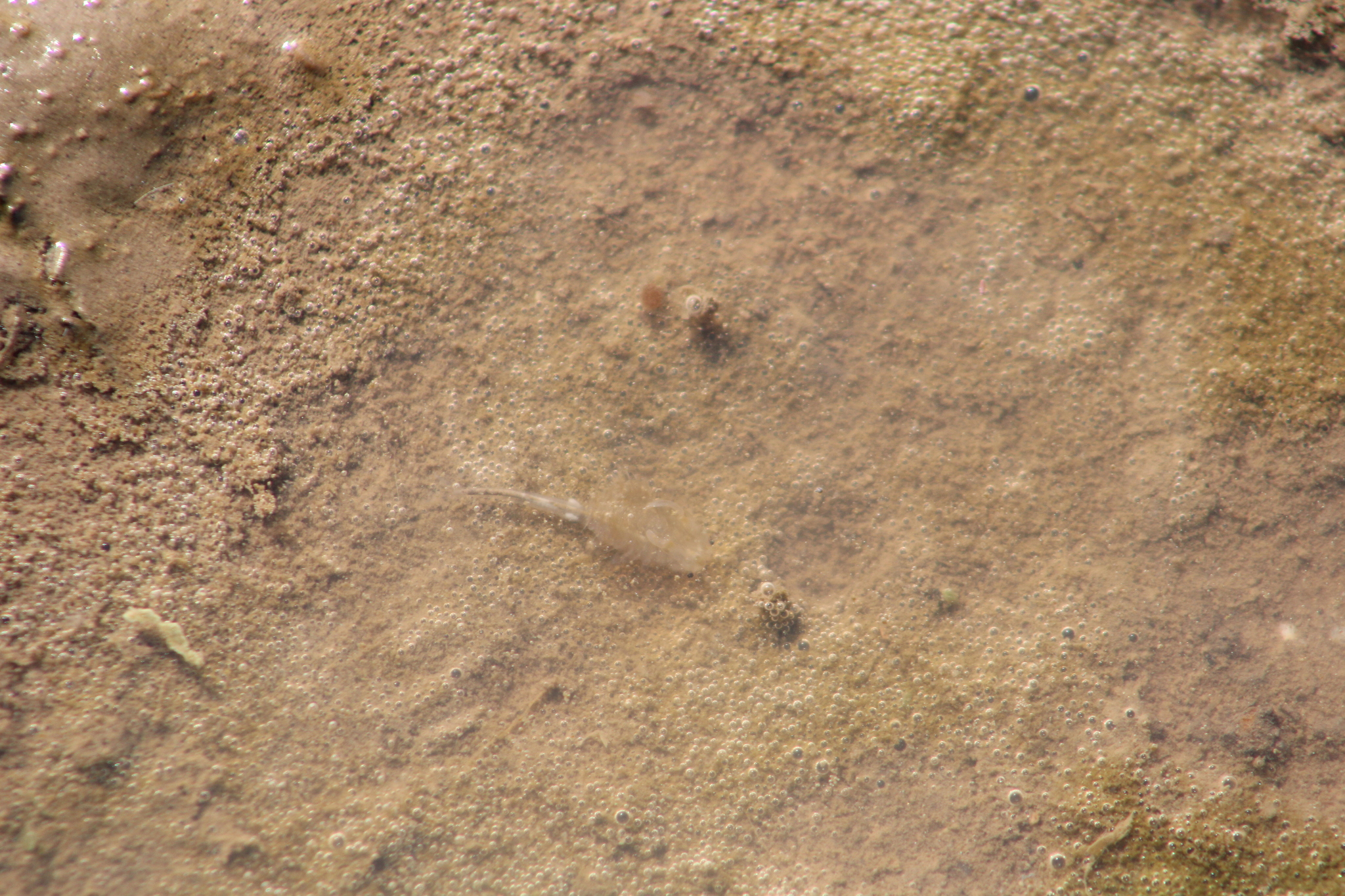 Branchinecta sandiegonensis Fugate, 1993