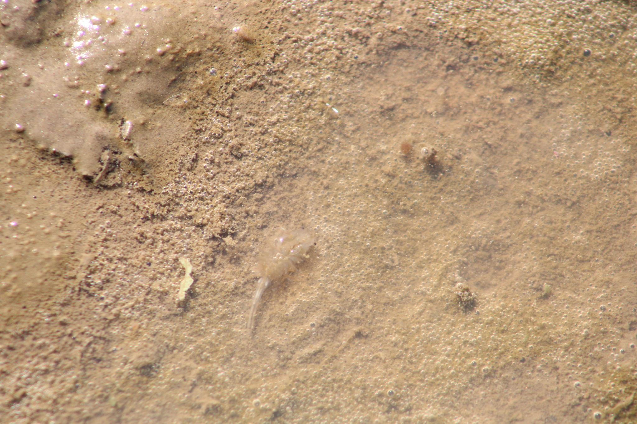 Branchinecta sandiegonensis Fugate, 1993