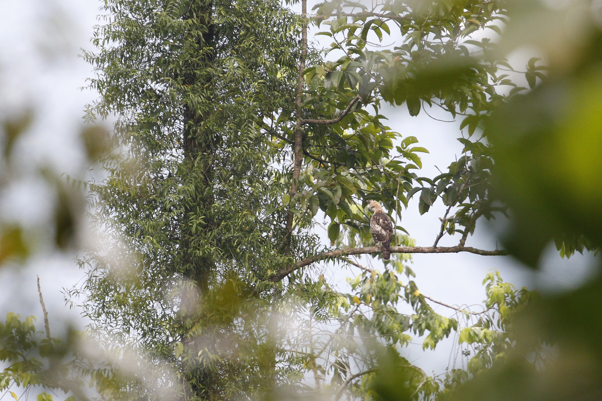 Changeable Hawk-Eagle (Nisaetus cirrhatus), photo 1