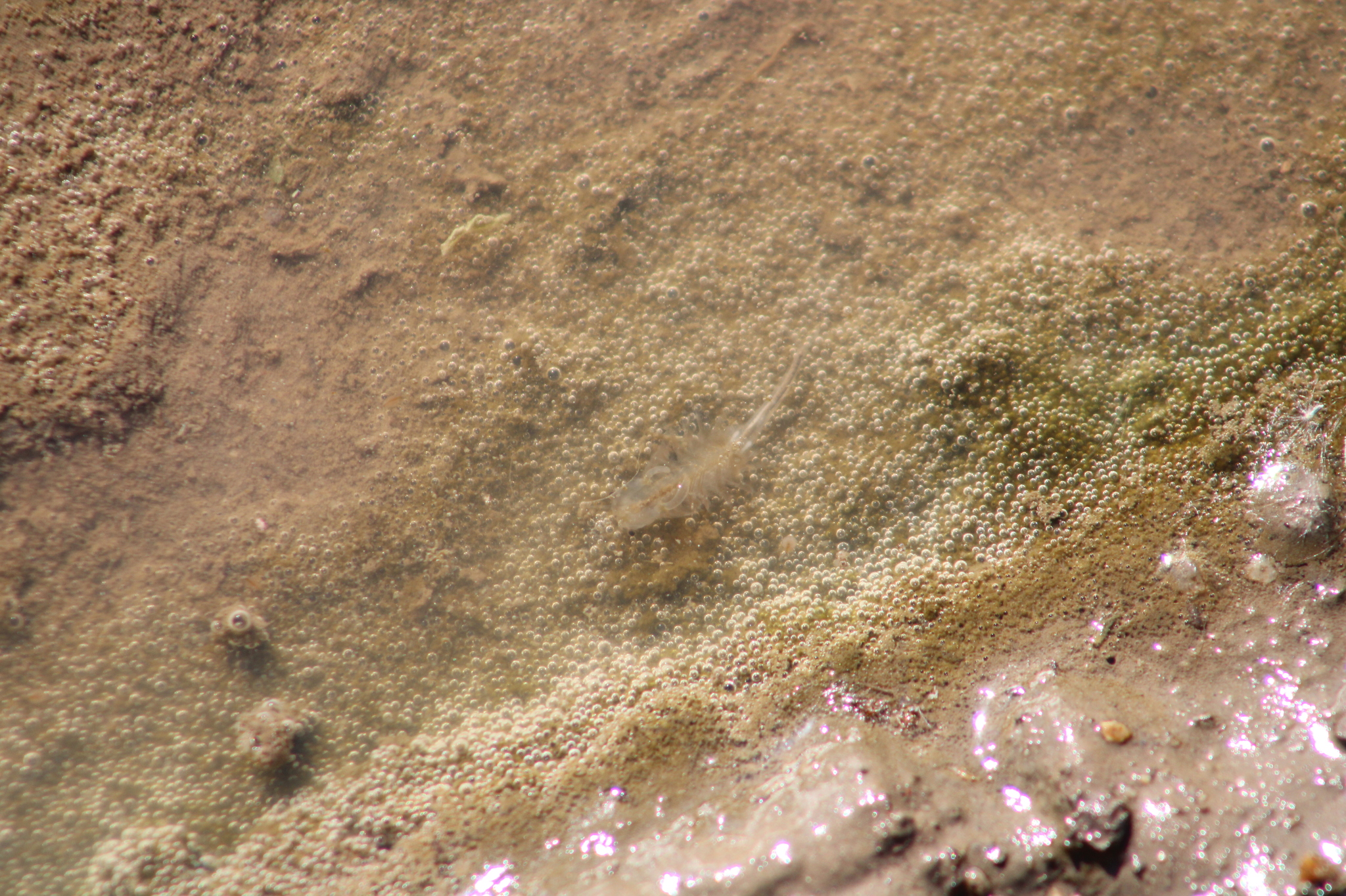 Branchinecta sandiegonensis Fugate, 1993