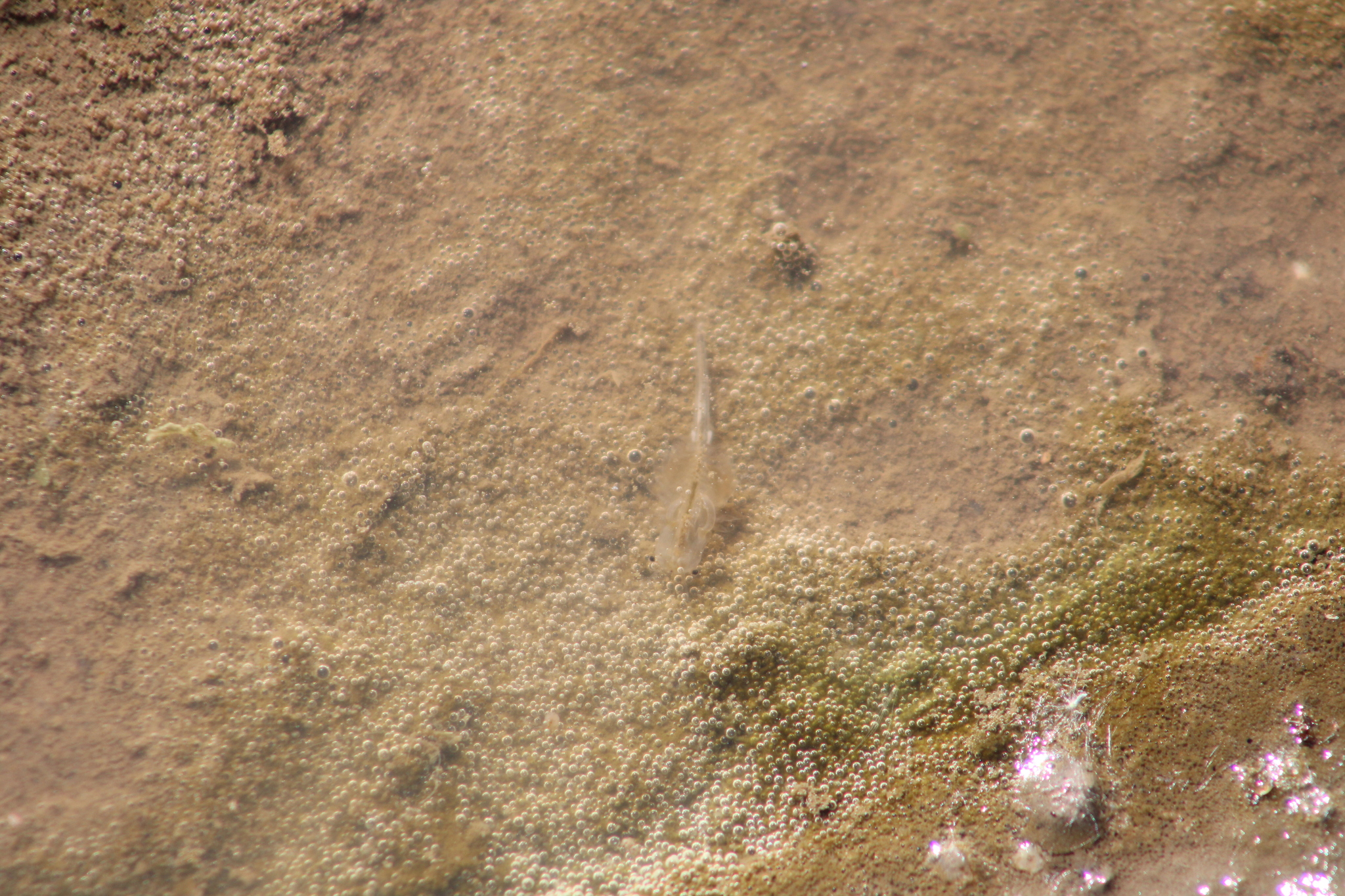 Branchinecta sandiegonensis Fugate, 1993