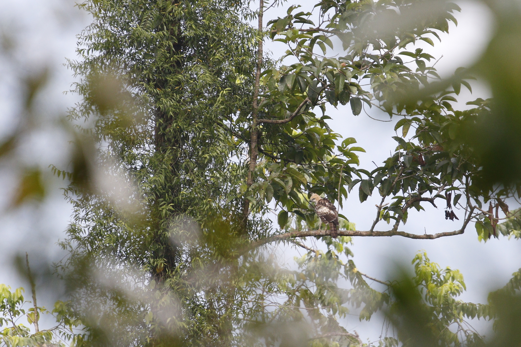 Changeable Hawk-Eagle (Nisaetus cirrhatus), photo 2