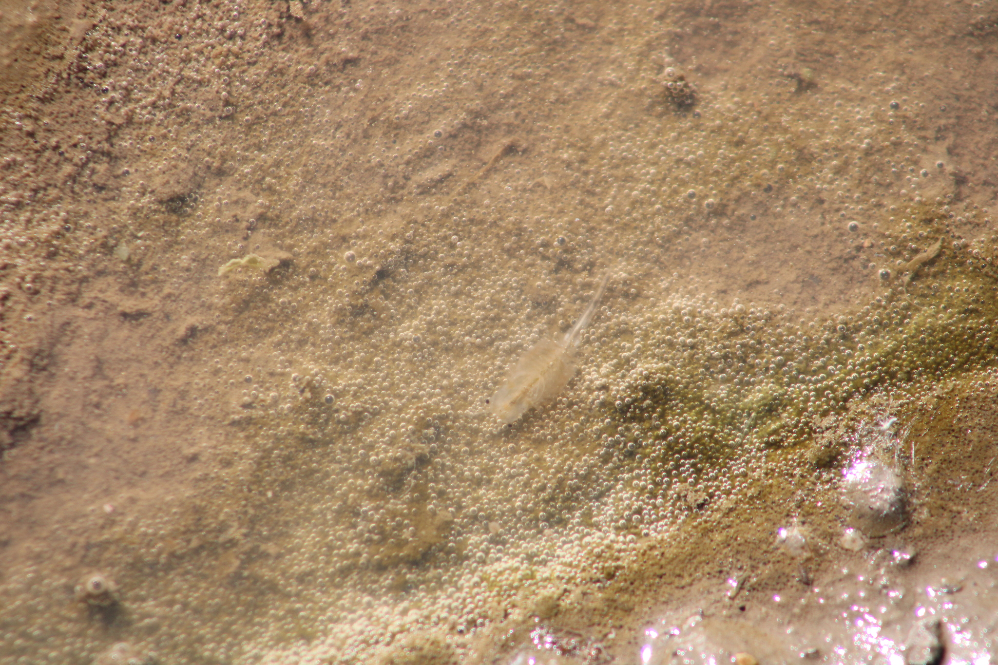 Branchinecta sandiegonensis Fugate, 1993