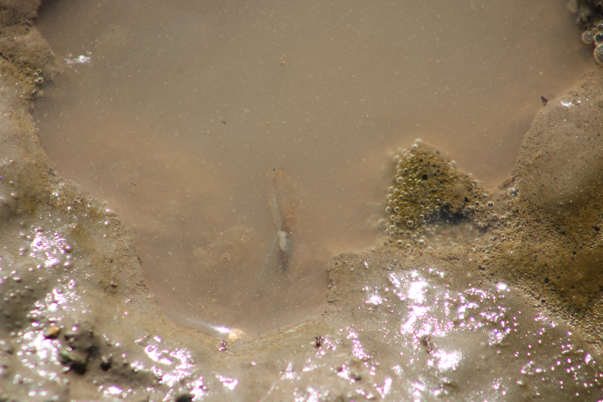 Branchinecta sandiegonensis Fugate, 1993