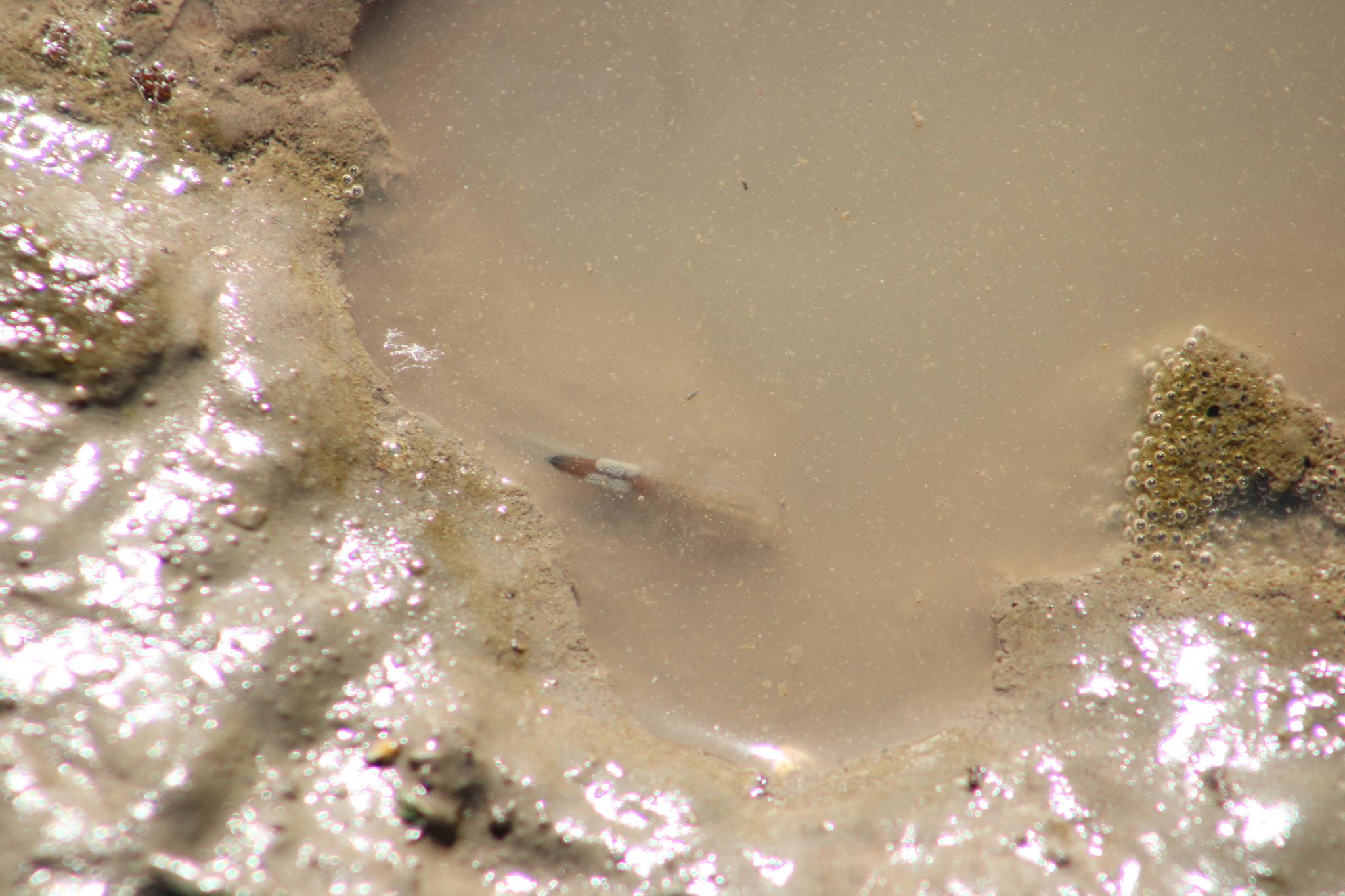 Branchinecta sandiegonensis Fugate, 1993