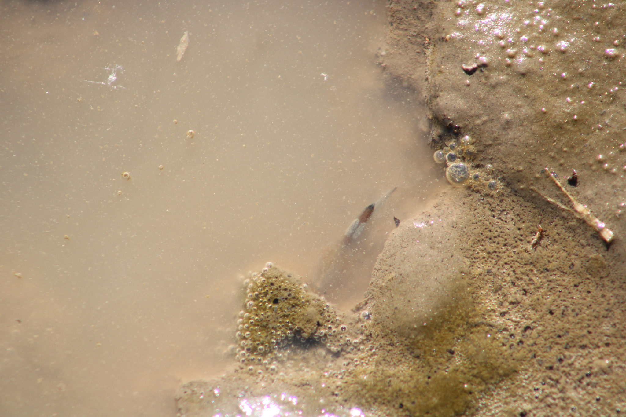 Branchinecta sandiegonensis Fugate, 1993