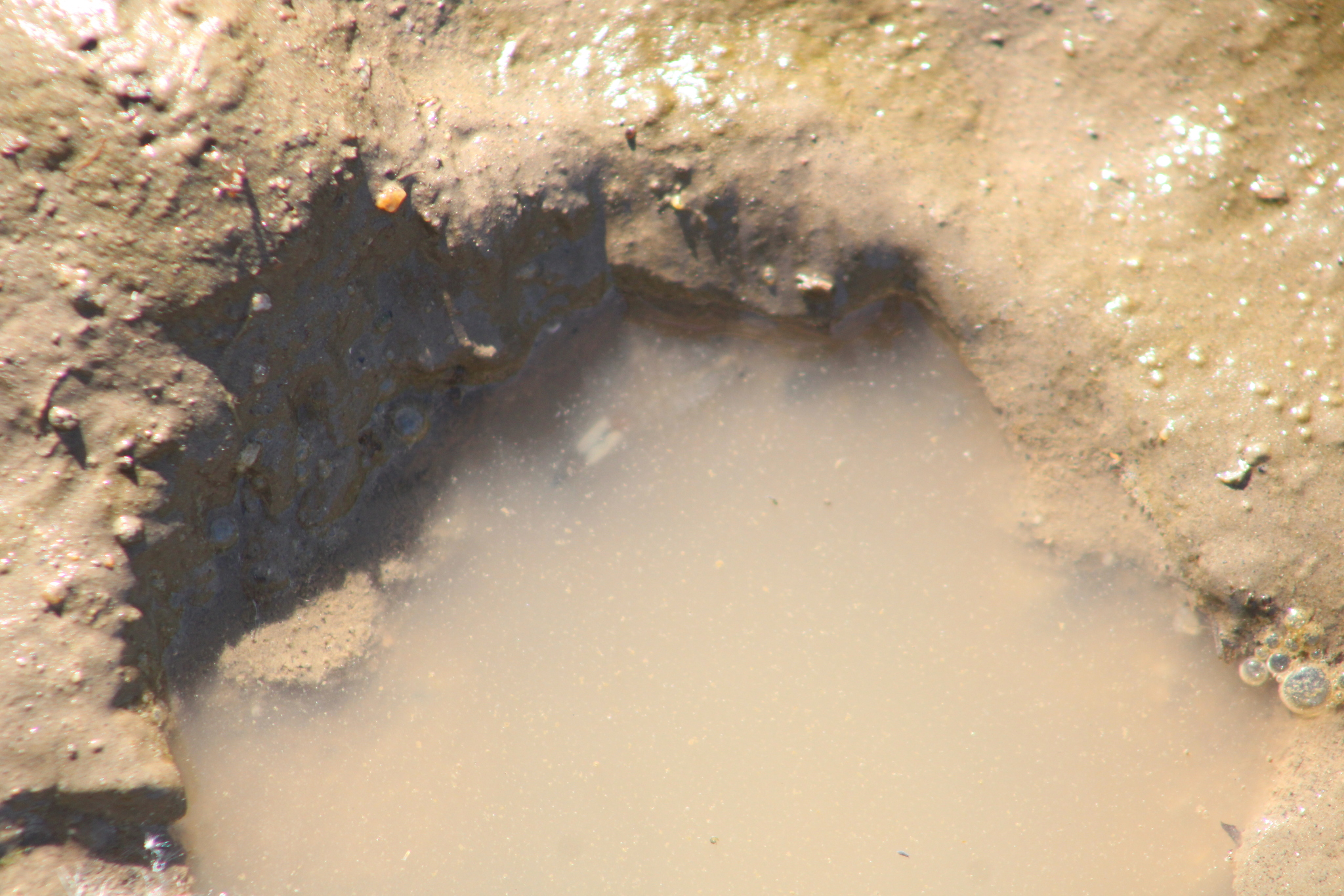 Branchinecta sandiegonensis Fugate, 1993