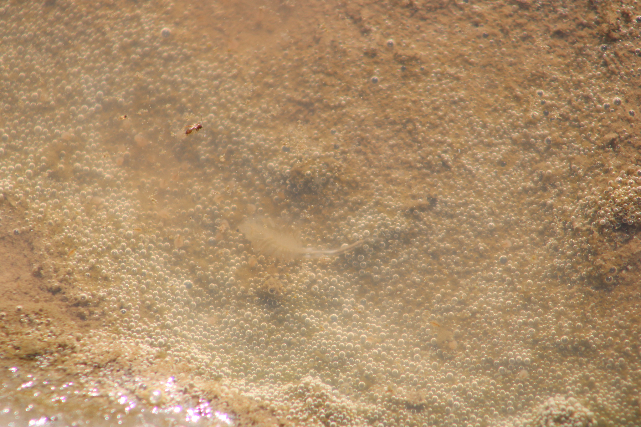 Branchinecta sandiegonensis Fugate, 1993