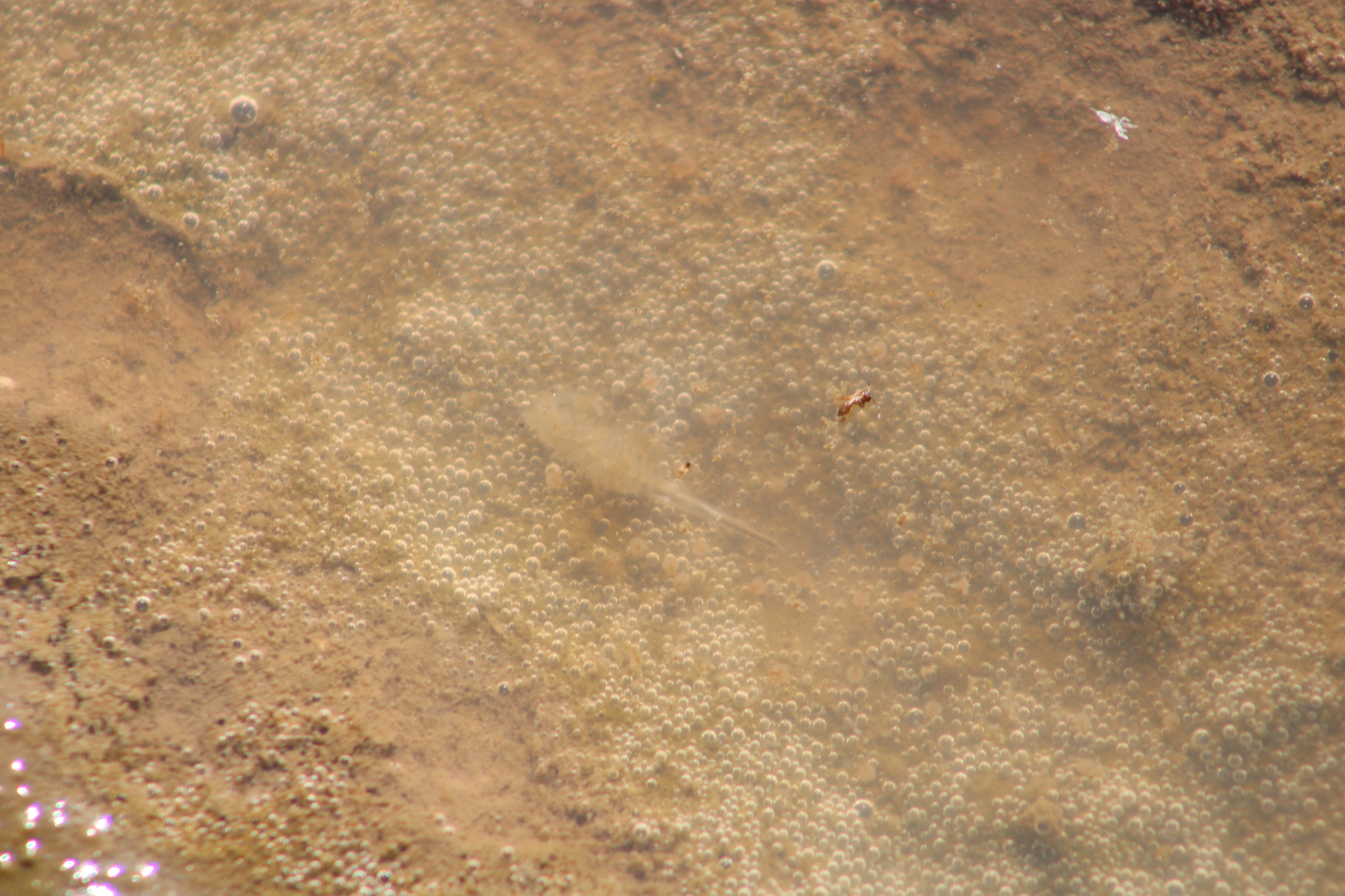 Branchinecta sandiegonensis Fugate, 1993