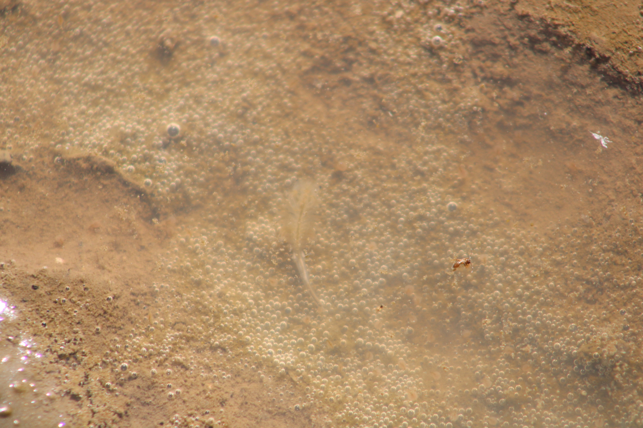 Branchinecta sandiegonensis Fugate, 1993