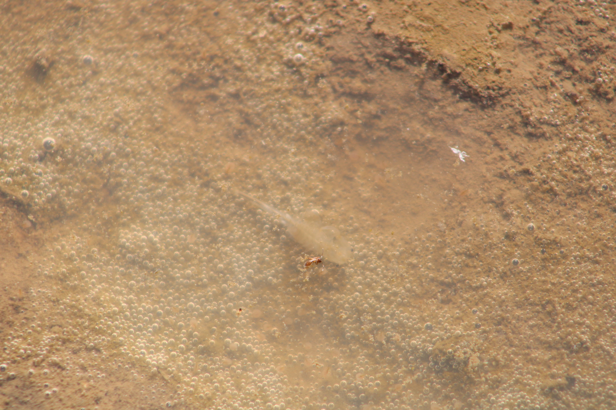 Branchinecta sandiegonensis Fugate, 1993