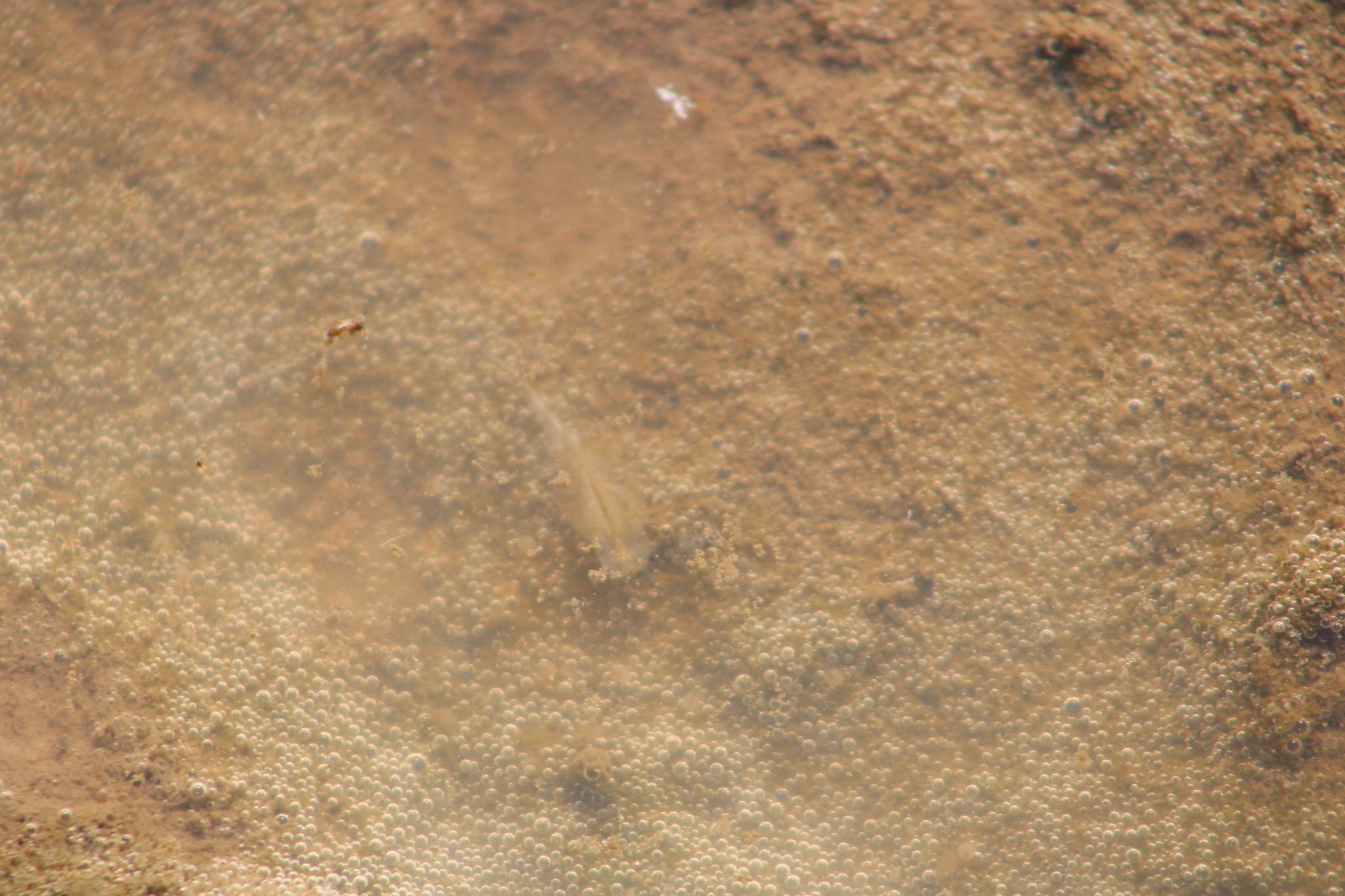 Branchinecta sandiegonensis Fugate, 1993