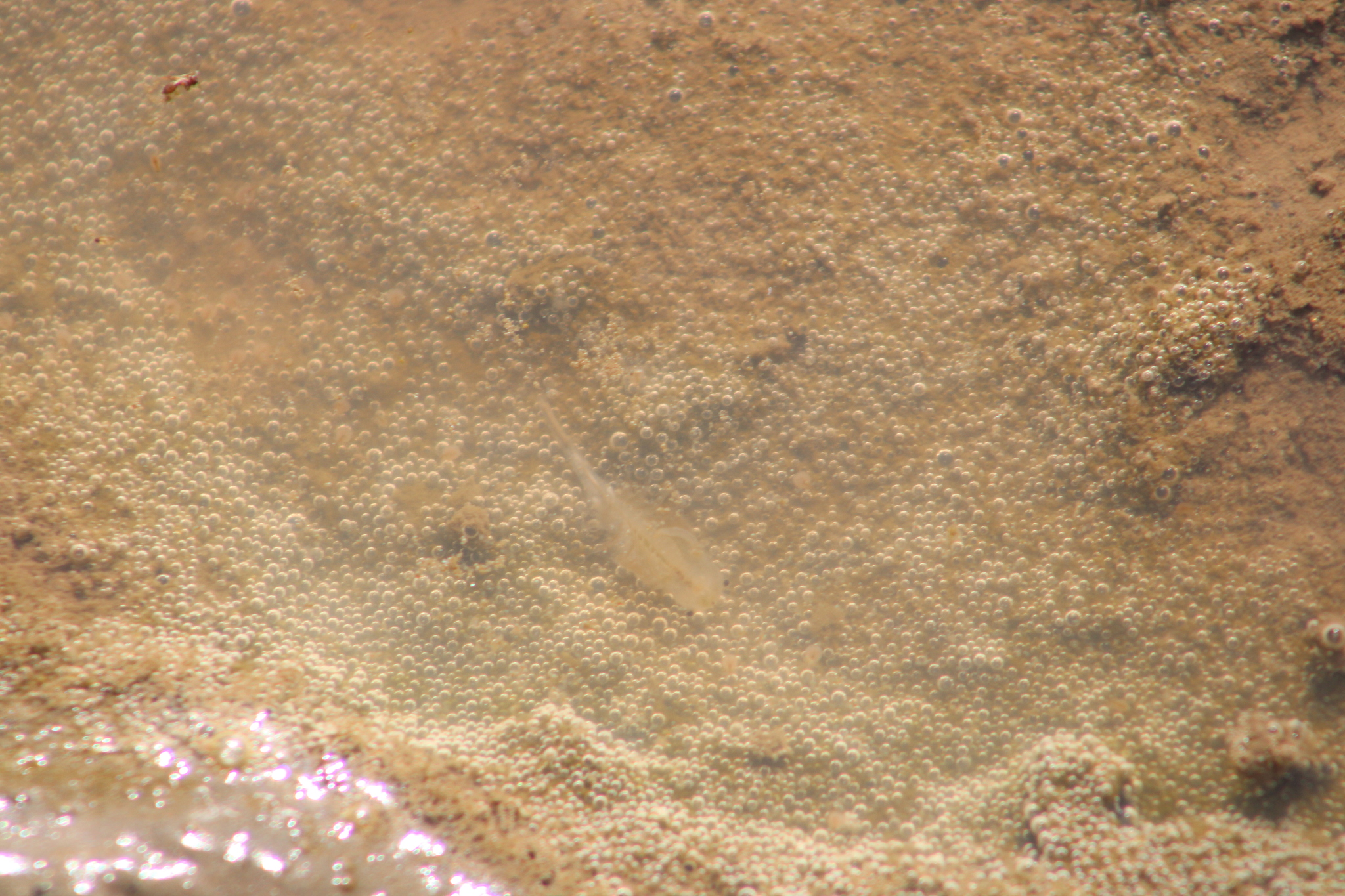 Branchinecta sandiegonensis Fugate, 1993