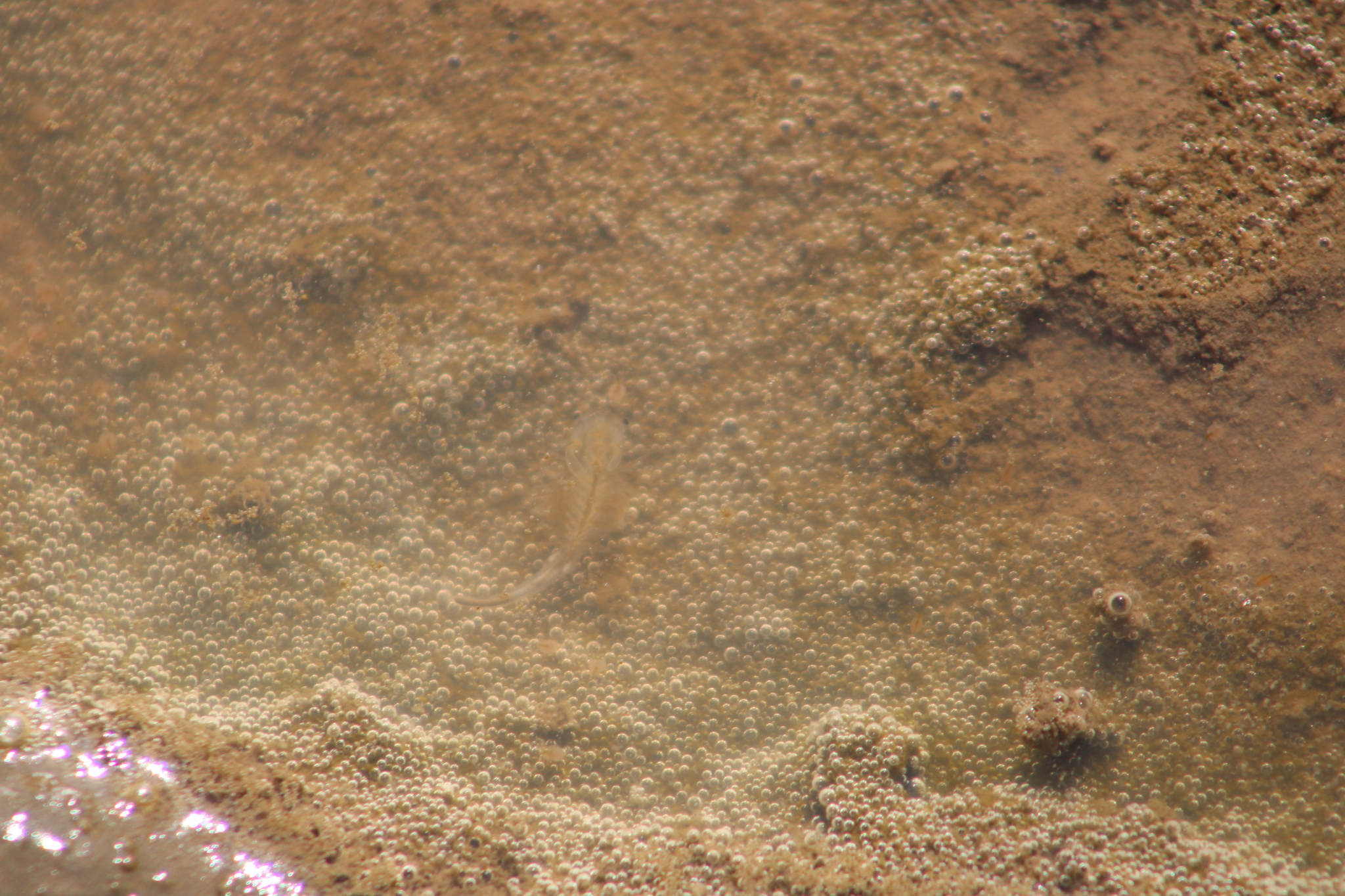 Branchinecta sandiegonensis Fugate, 1993