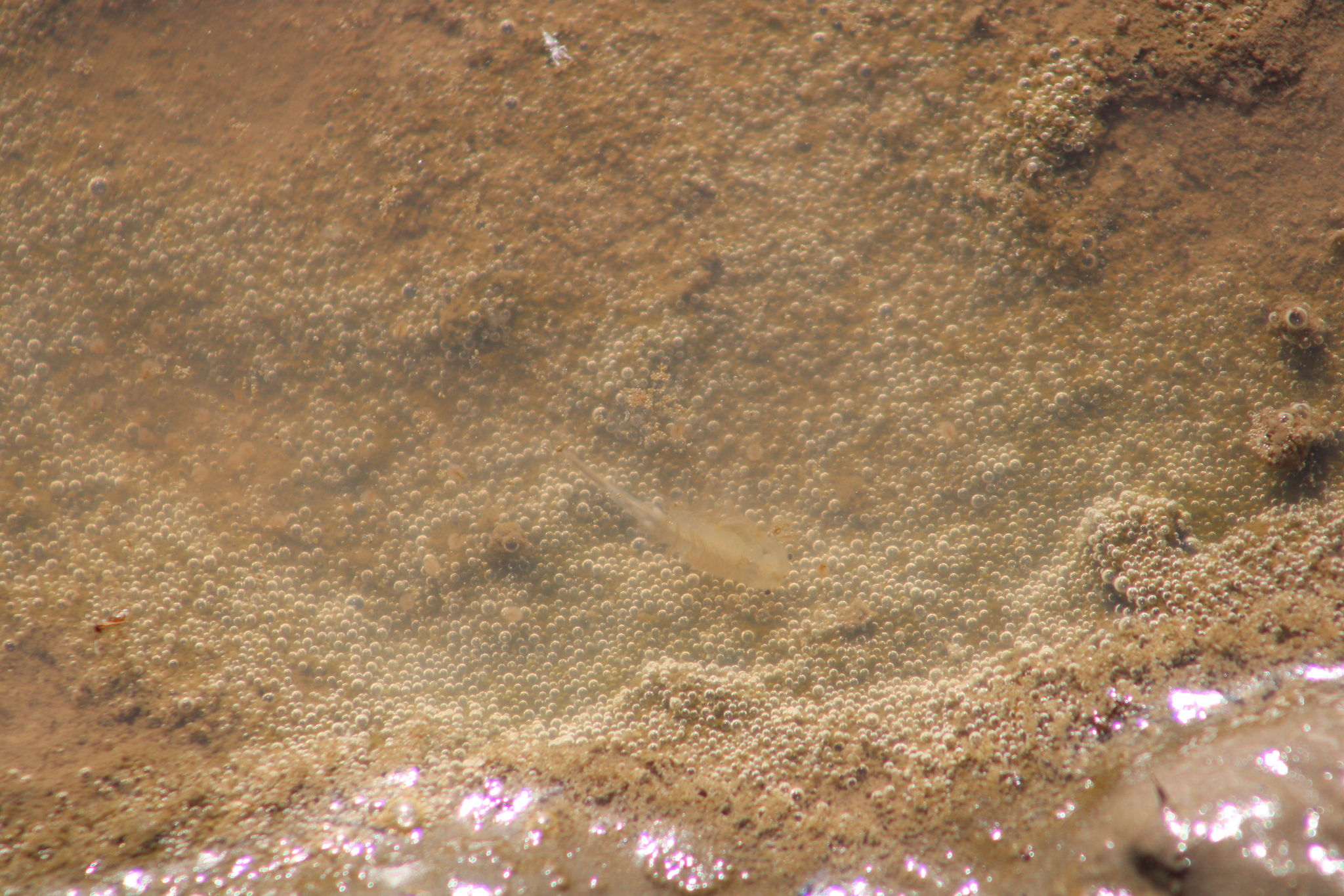 Branchinecta sandiegonensis Fugate, 1993