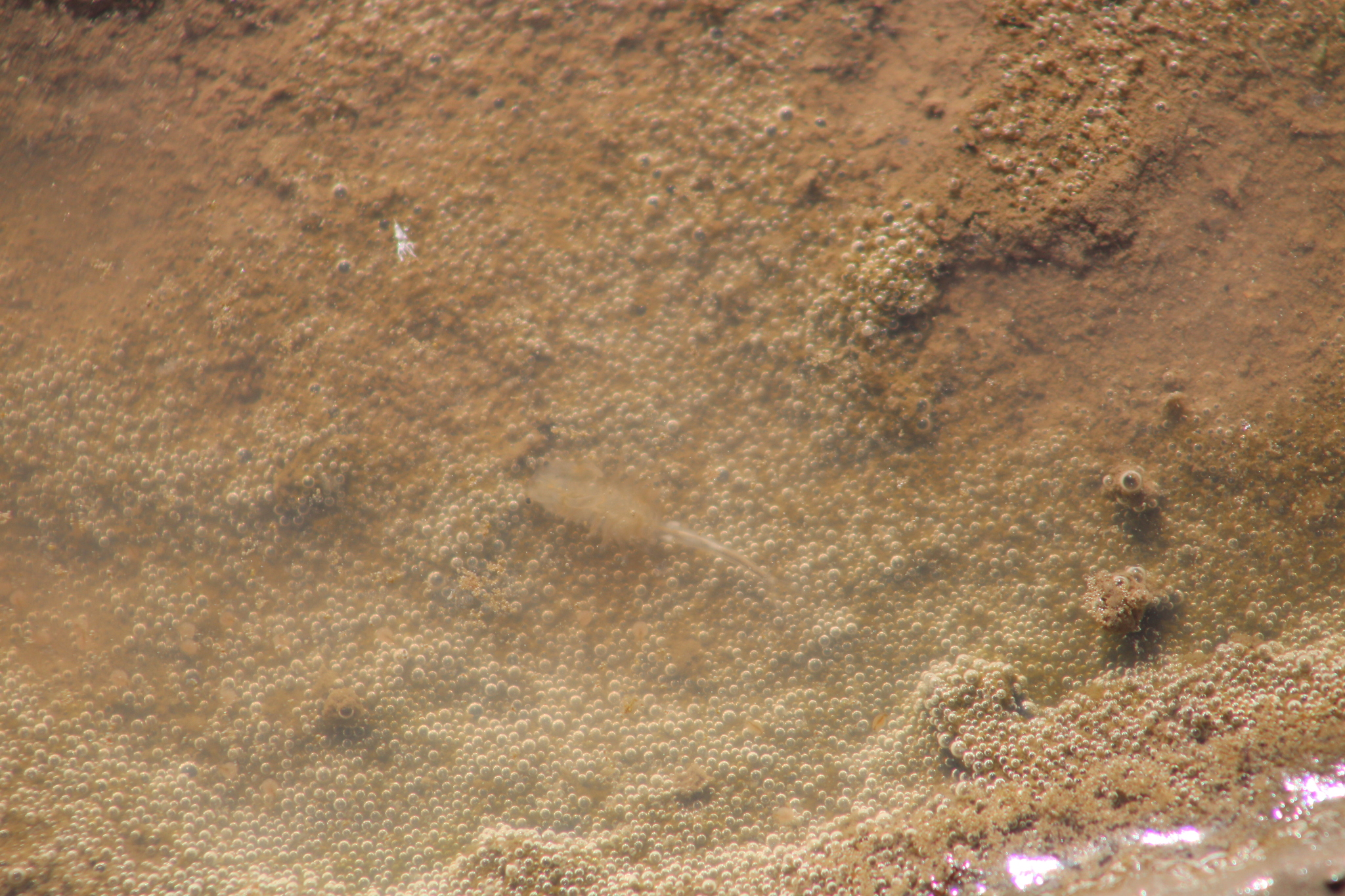 Branchinecta sandiegonensis Fugate, 1993