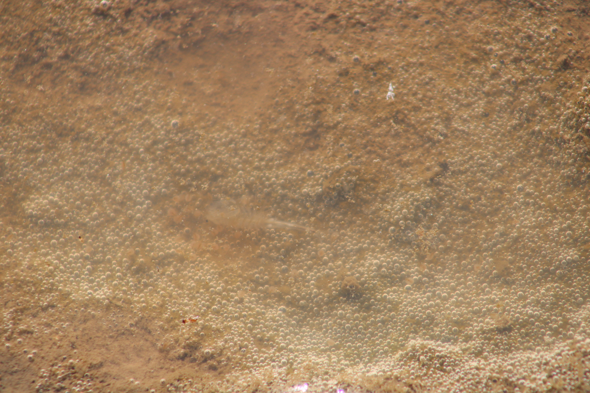 Branchinecta sandiegonensis Fugate, 1993