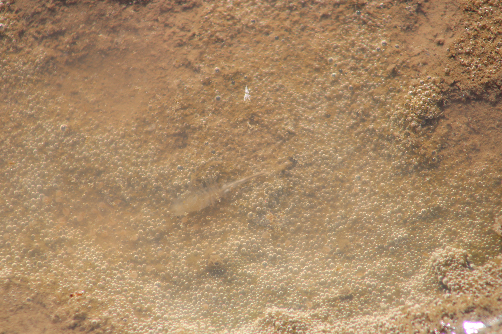 Branchinecta sandiegonensis Fugate, 1993