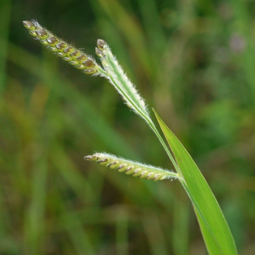 Hairy Cupgrass (Eriochloa villosa)