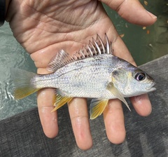 Longhead Grunt photo 2